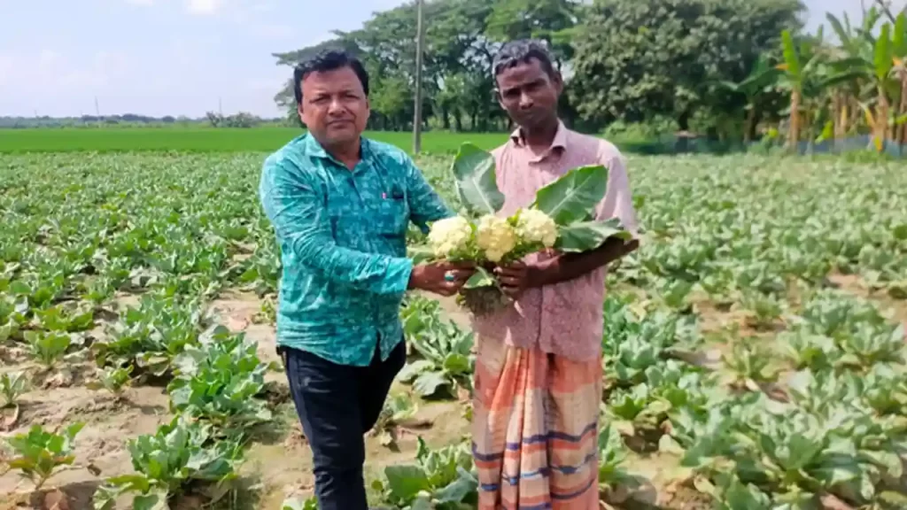 en.bdexpress.news Cauliflower in rajshahi