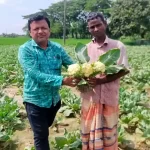 en.bdexpress.news Cauliflower in rajshahi
