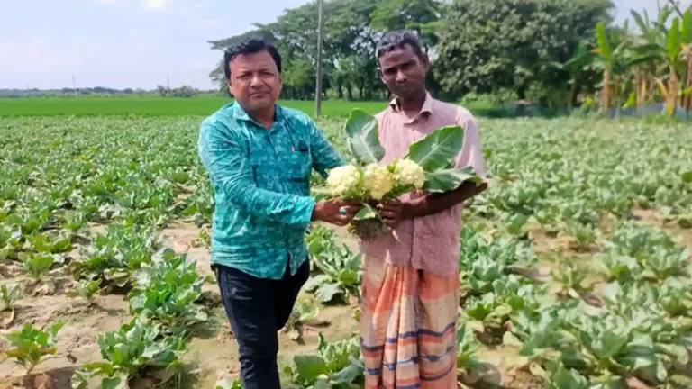 en.bdexpress.news Cauliflower in rajshahi